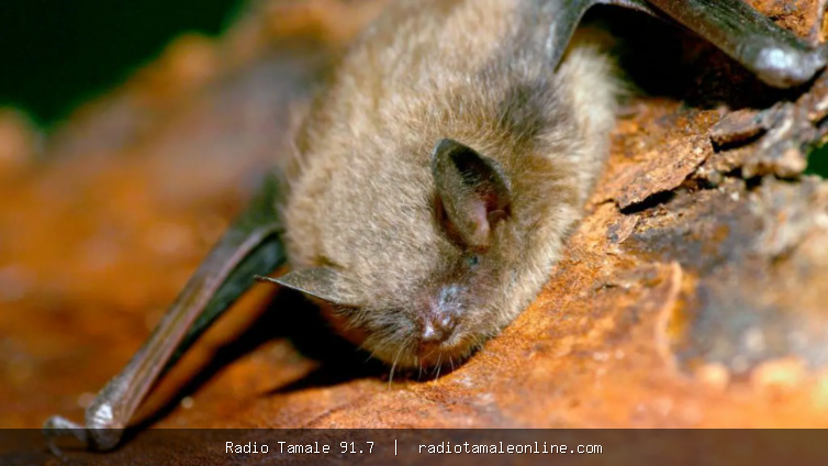 Canadian boy, 11, dies of rabies after waking to bat on his face