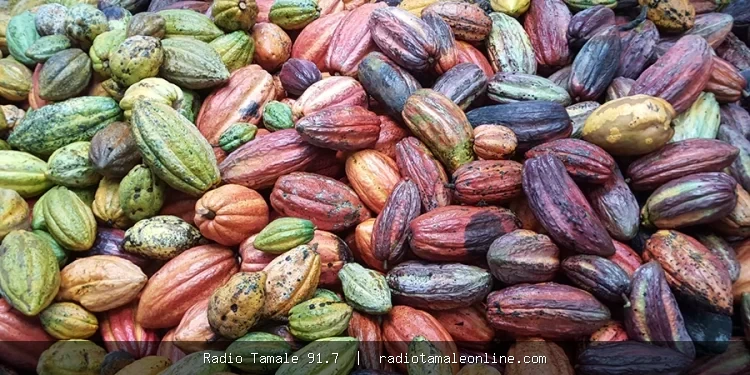 Cocoa growth eases to 3.8% after spectacular recovery in 2025