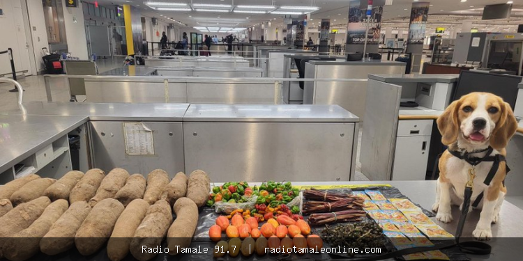 Sniffer dog intercepts prohibited Ghanaian food at JFK