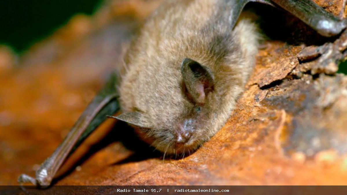 Canadian boy, 11, dies of rabies after waking to bat on his face