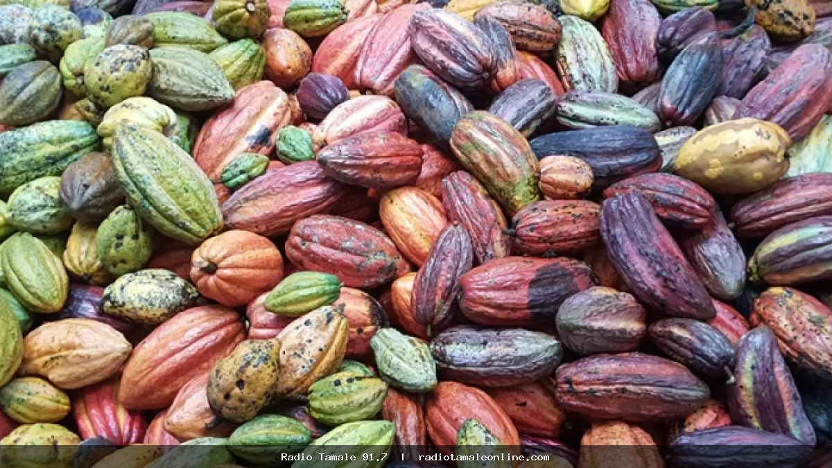 Cocoa growth eases to 3.8% after spectacular recovery in 2025