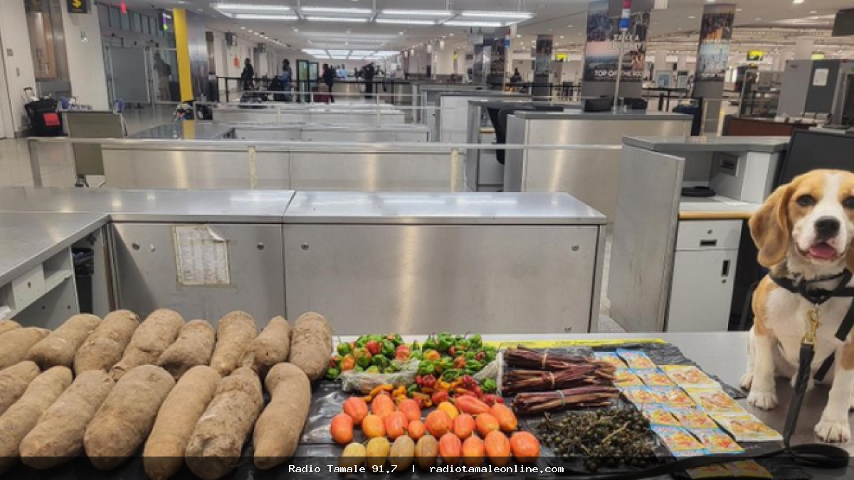 Sniffer dog intercepts prohibited Ghanaian food at JFK